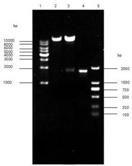 Phytoene dehydrogenase gene RKcrtI and application thereof