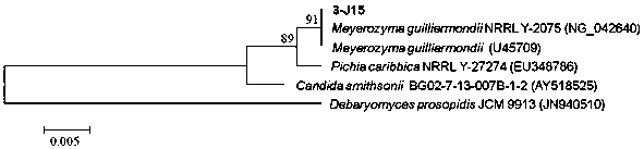 Pichia pastoris 3-j15 and its application