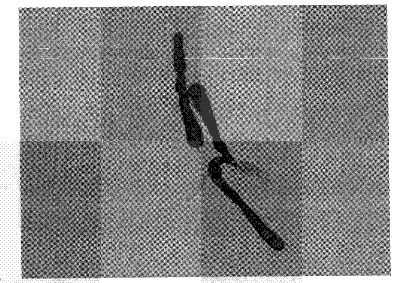 A kind of Ehrigia spinosa for synthesizing swainsonine and its preparation method and application