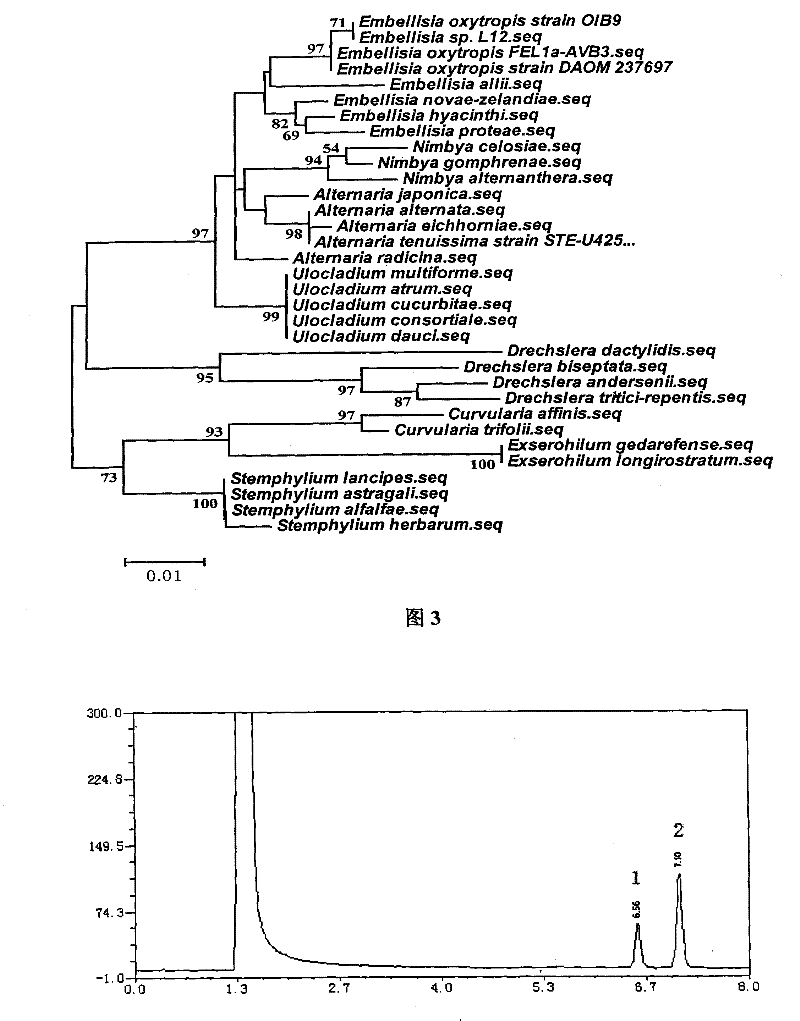 A kind of Ehrigia spinosa for synthesizing swainsonine and its preparation method and application