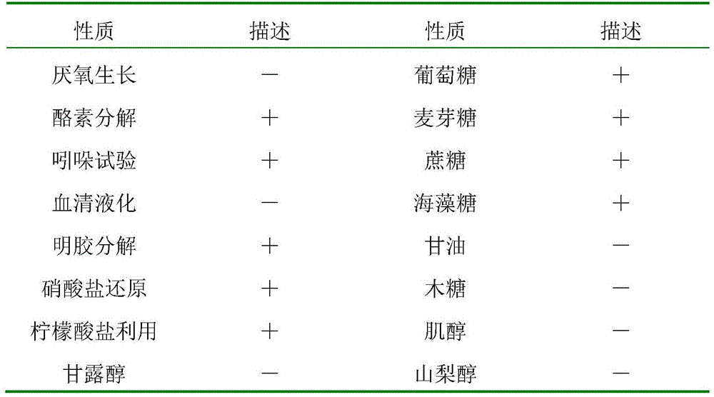 Brevibacterium and method for separating and purifying fumarase from Brevibacterium fermentation broth