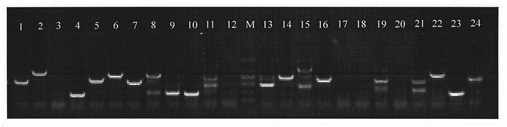 Neosalanx tangkahkeii sequence tagged microsatellite sites, primers and application of neosalanx tangkahkeii sequence tagged microsatellite sites and primers