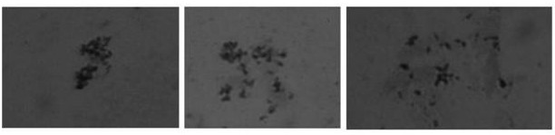 Molecular markers for identifying interspecific hybrids of Chinese kale and red cabbage and tracking chromosome segregation of a08 and c08 in their progeny