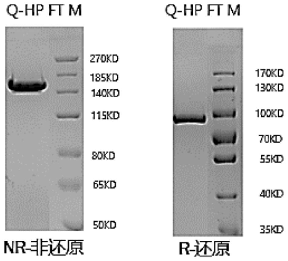 Homodimeric bispecific antibodies against cd19 and cd3, and preparation methods and uses thereof