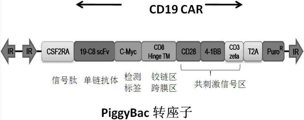 Anti-CD19 full humanized antibody or antibody segment as well as method and application thereof