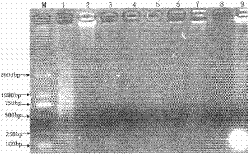 Kit for quickly extracting plant genome and applications thereof