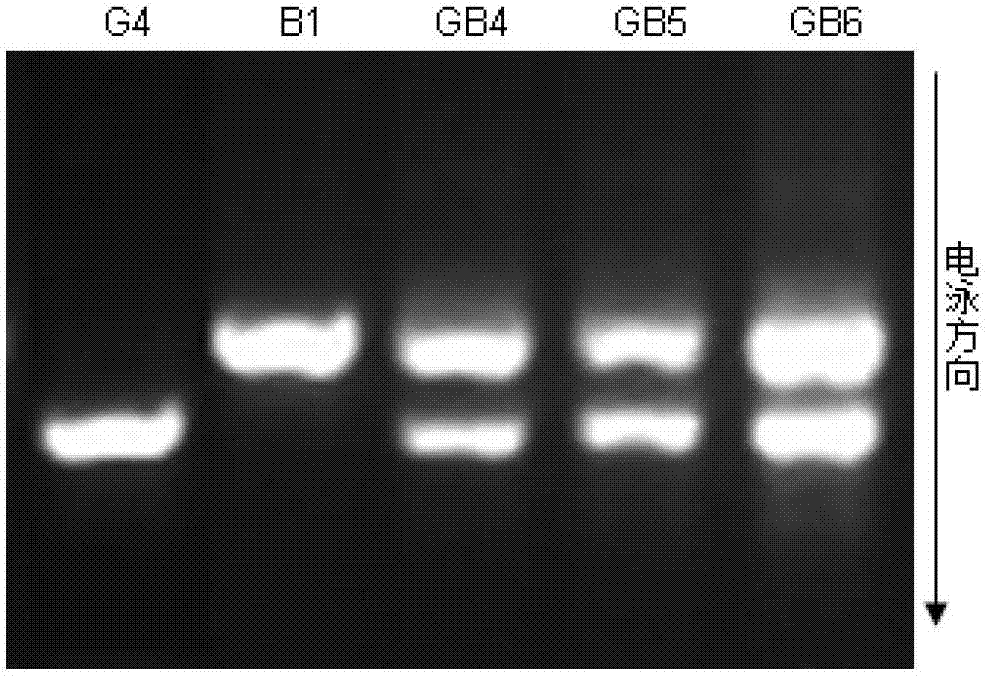 Simple method for artificially synthesizing cabbage type rape