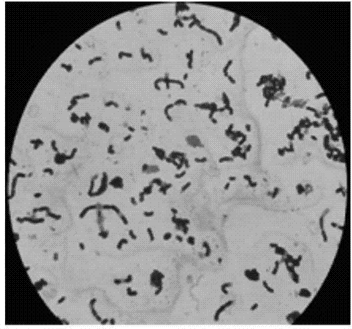 Preparation and application of continuous cropping peanut resistant complex bacteria