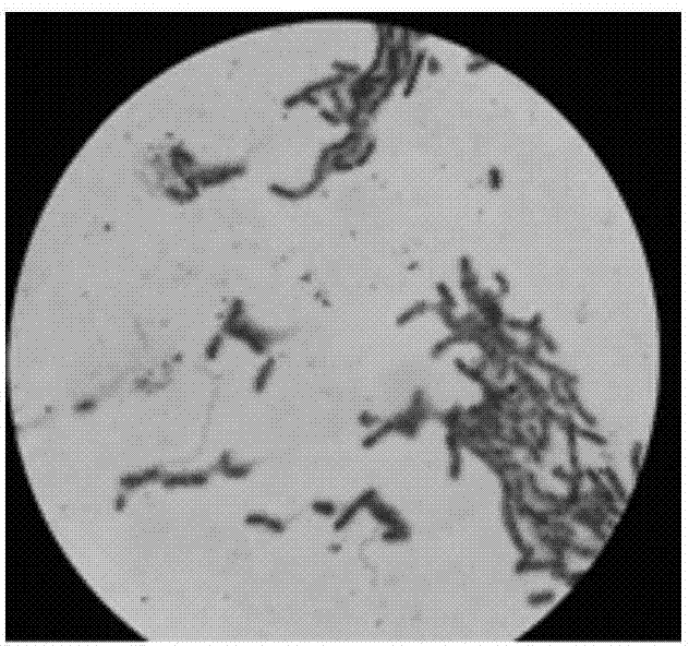 Preparation and application of continuous cropping peanut resistant complex bacteria