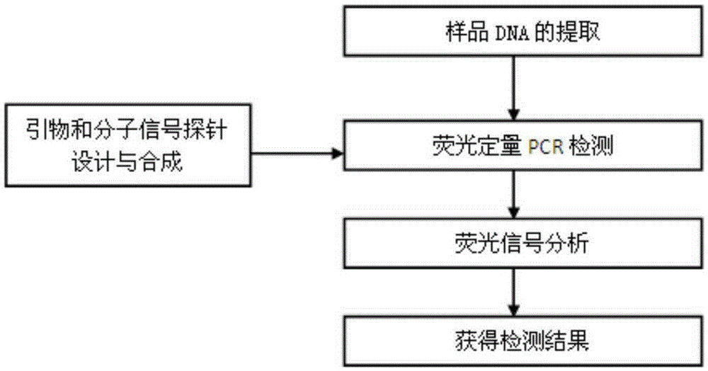 Multiple PCR primer set and probes and detecting method for simultaneously detecting three kinds of aeromonas