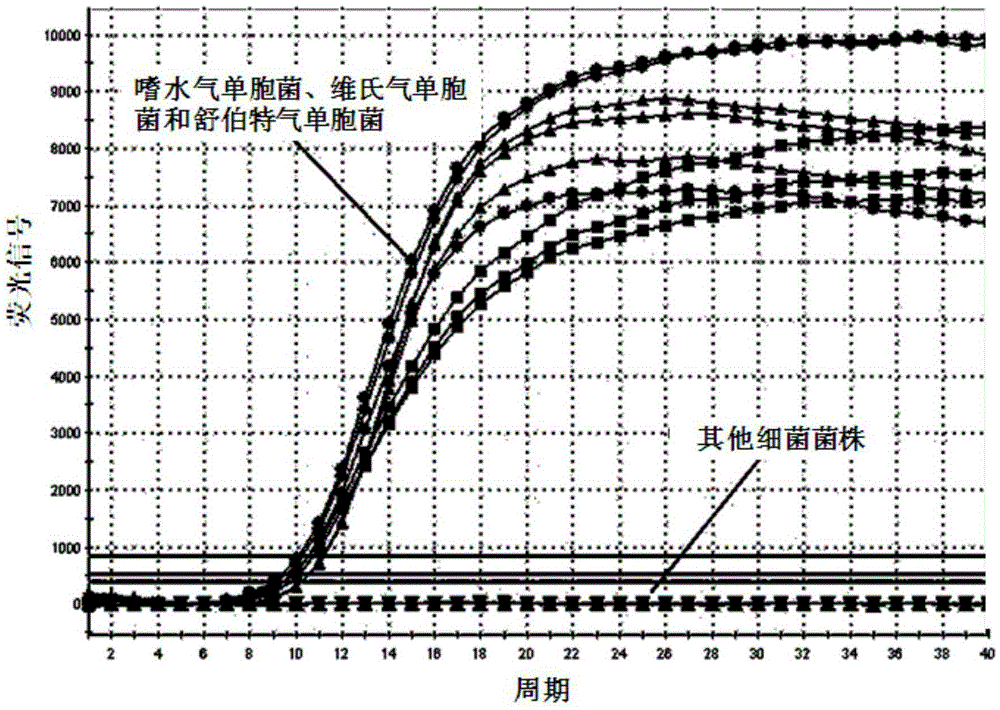 Multiple PCR primer set and probes and detecting method for simultaneously detecting three kinds of aeromonas