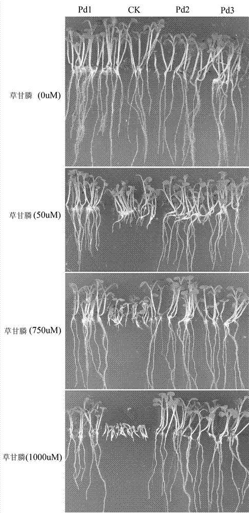 Preparation method and application of paracoccus denitrificans EPSP synthase gene