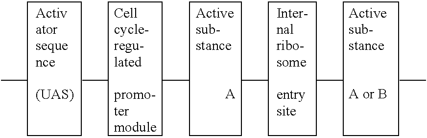 Gene therapy of diseases associated with the immune system, using a cell-specific active compound which is regulated by the cell cycle