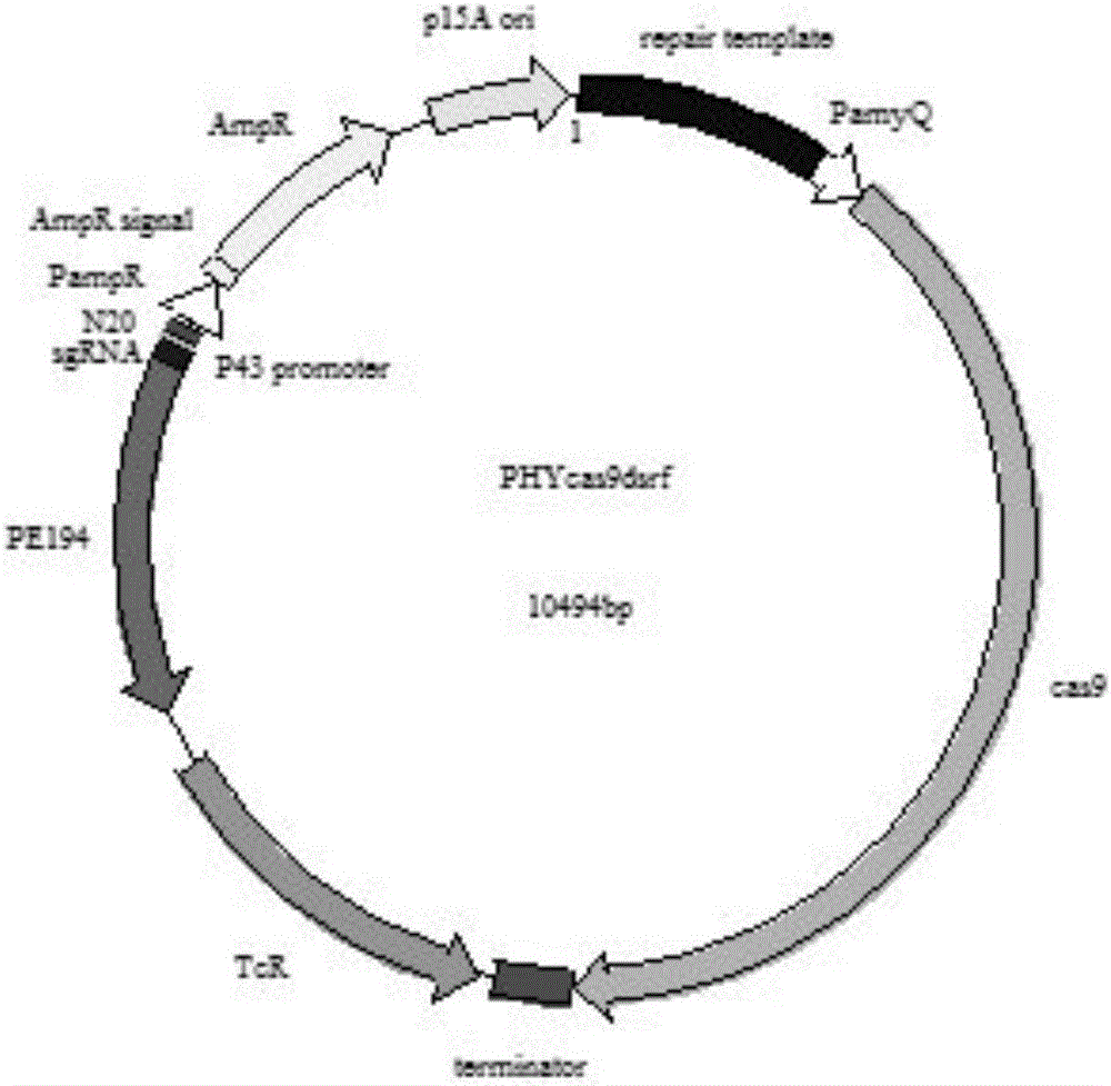 CRISPR Cas9 system system for Bacillus subtilis genome edition and establishment method thereof