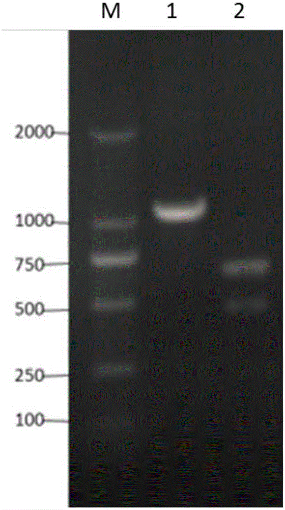 CRISPR Cas9 system system for Bacillus subtilis genome edition and establishment method thereof