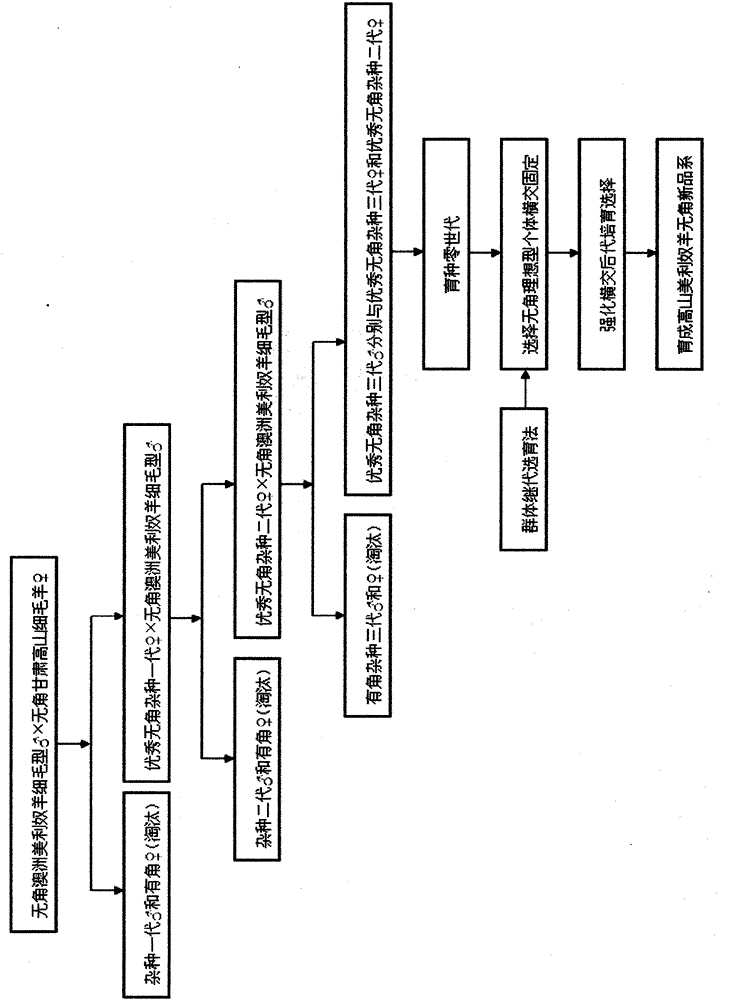 Breeding Method of Hornless Alpine Merino Strain