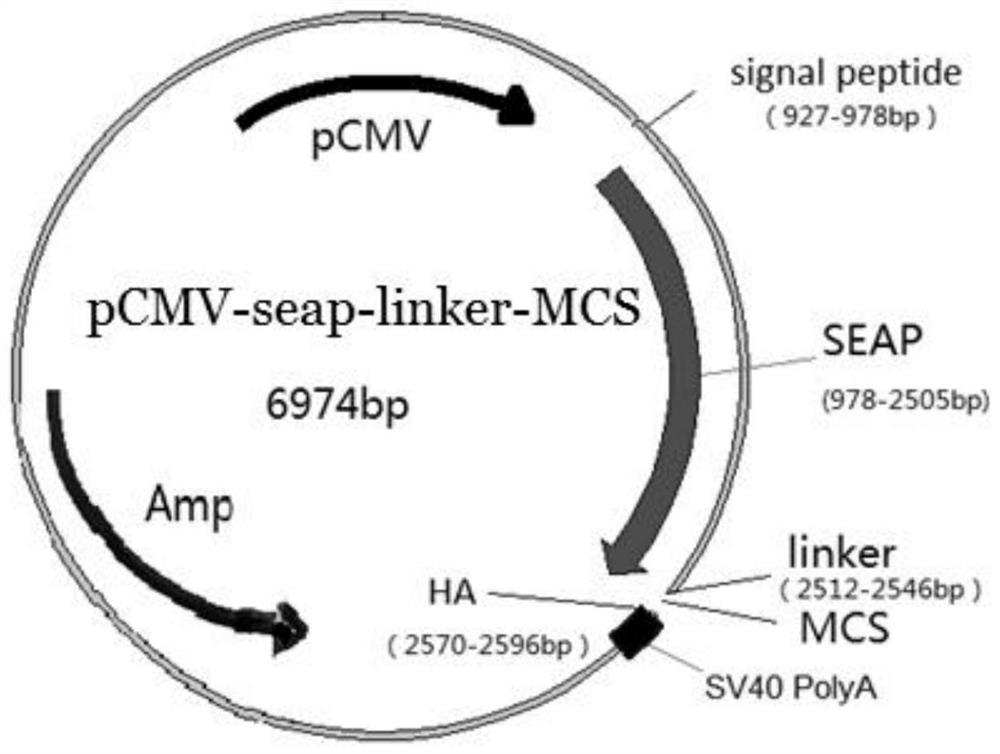 A kind of recombinant fusion alkaline phosphatase-allergen protein and its preparation method and application