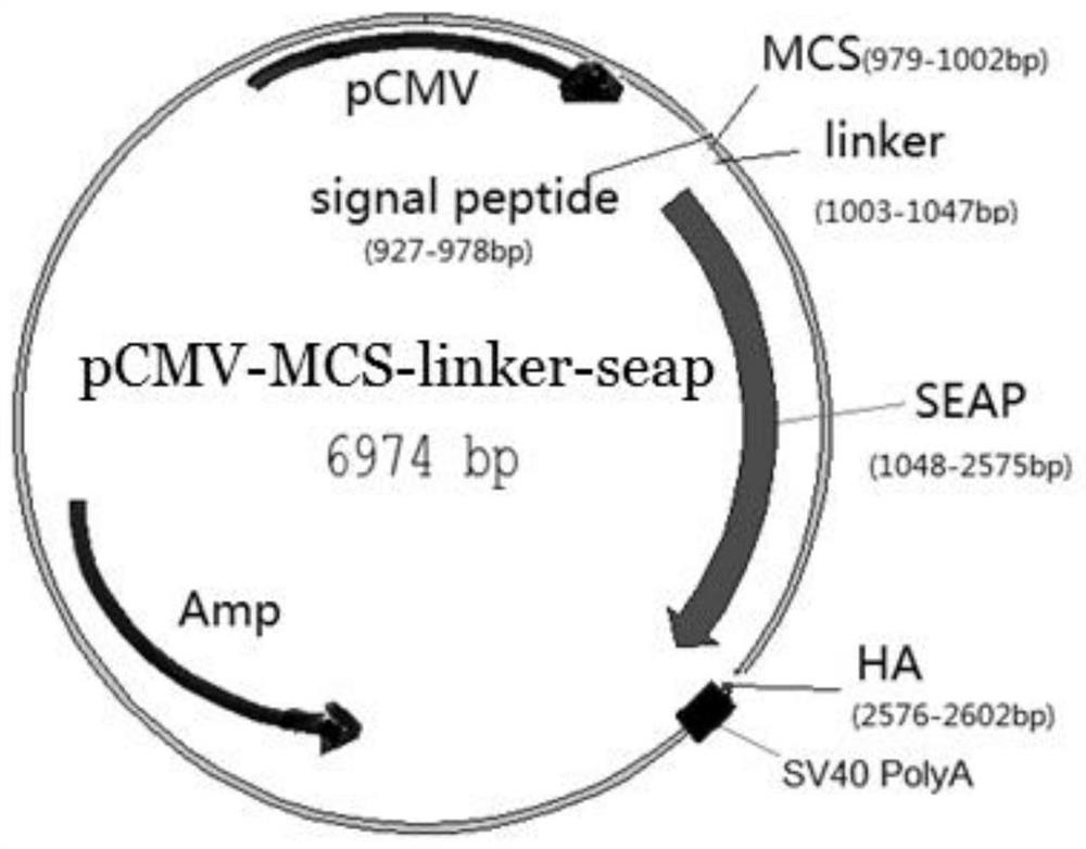 A kind of recombinant fusion alkaline phosphatase-allergen protein and its preparation method and application