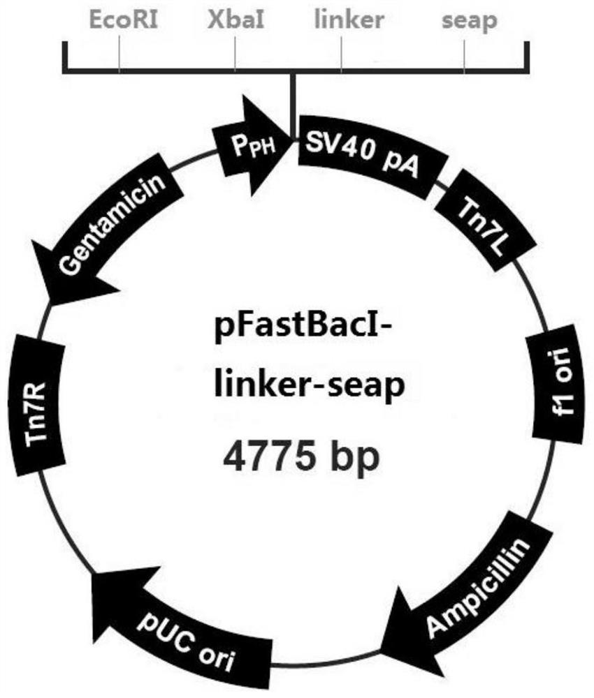 A kind of recombinant fusion alkaline phosphatase-allergen protein and its preparation method and application