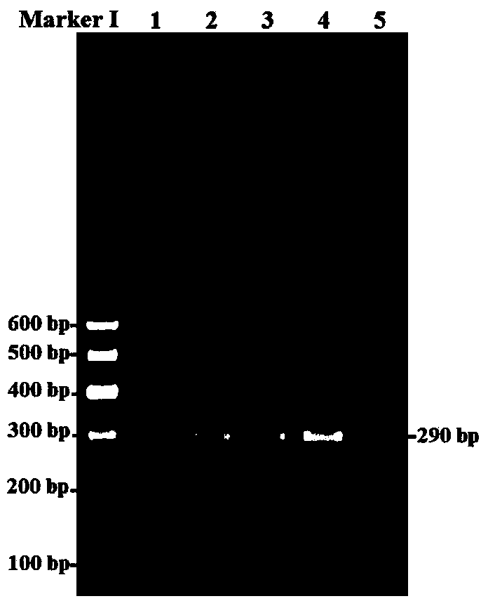 Method for detecting single nucleotide polymorphism of goat signal transducer and activator of transcription (STAT3) gene and application of STAT3 gene