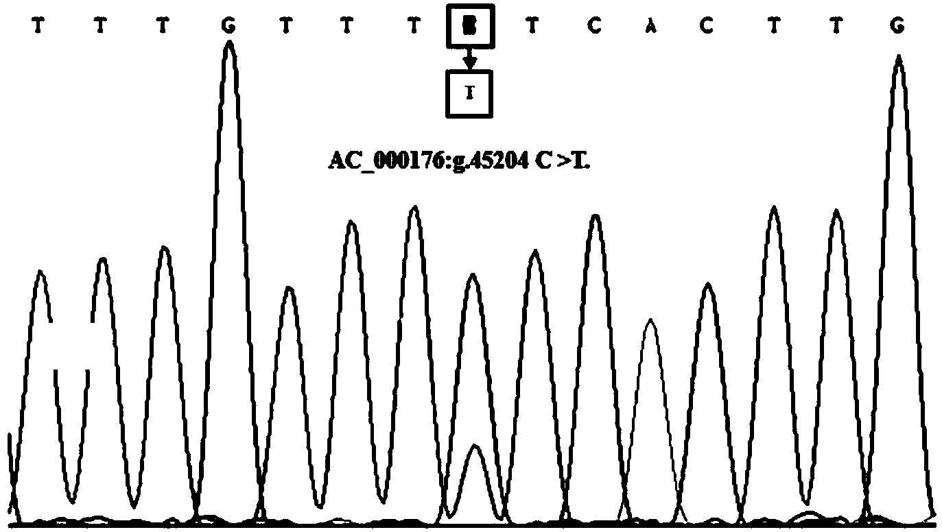 Method for detecting single nucleotide polymorphism of goat signal transducer and activator of transcription (STAT3) gene and application of STAT3 gene