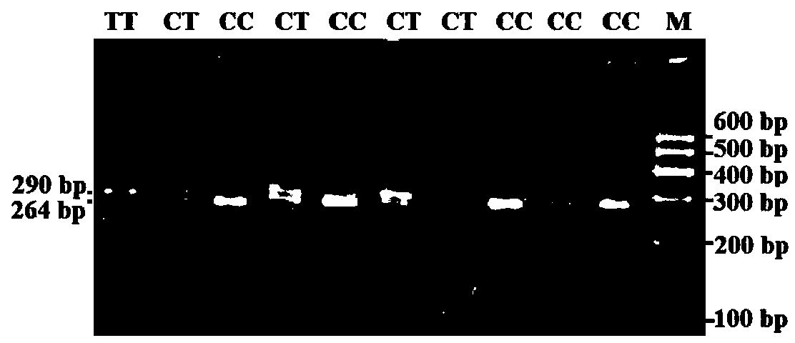 Method for detecting single nucleotide polymorphism of goat signal transducer and activator of transcription (STAT3) gene and application of STAT3 gene