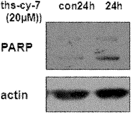 Anticancer application of sesquiterpene