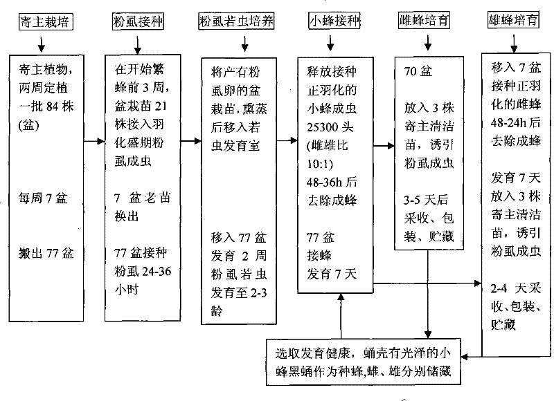 Encarsia Sophia artificial propagation production method