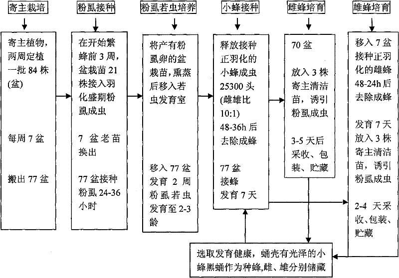 Encarsia Sophia artificial propagation production method