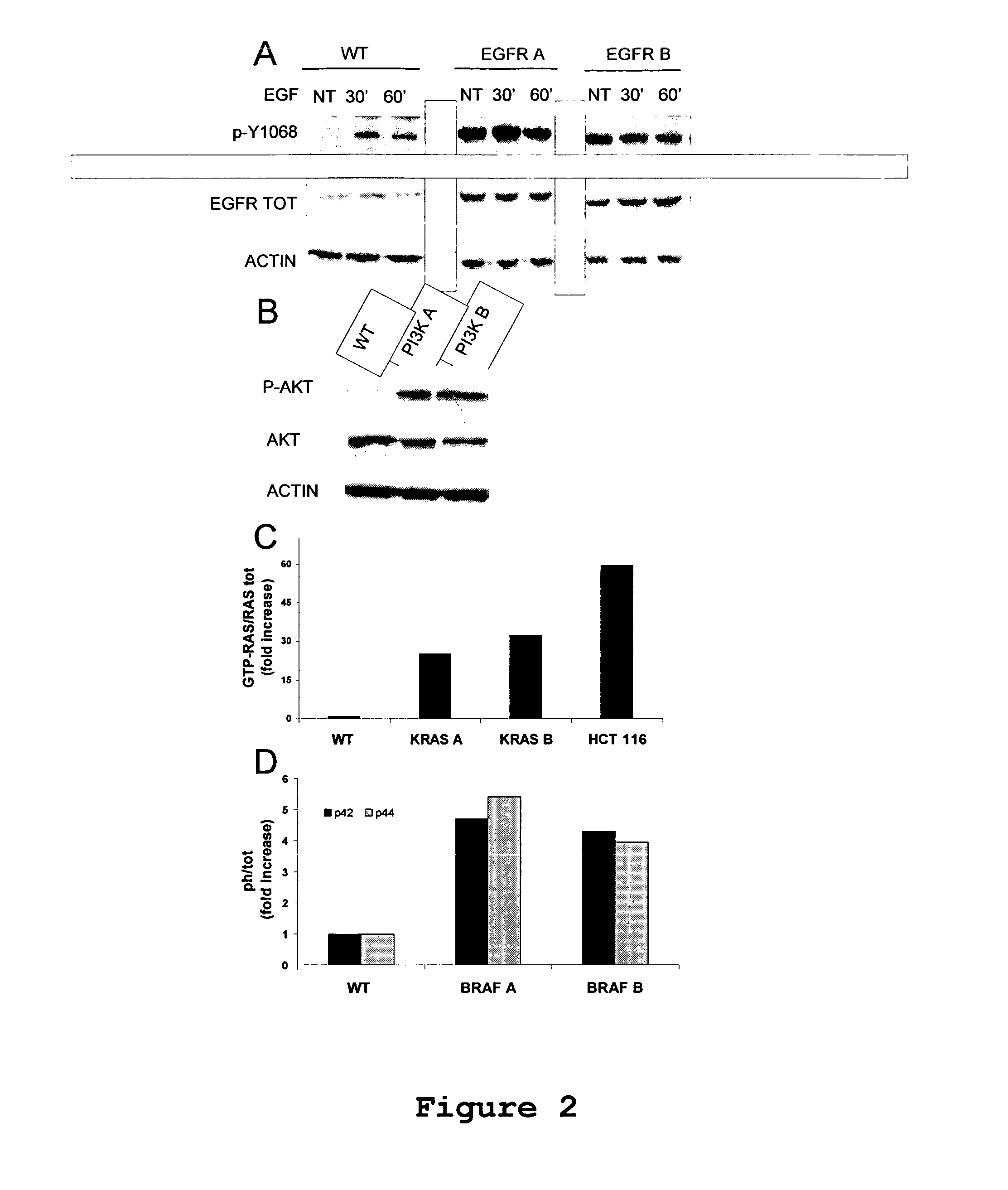 Isogenic human cell lines comprising mutated cancer alleles and process using the cell lines