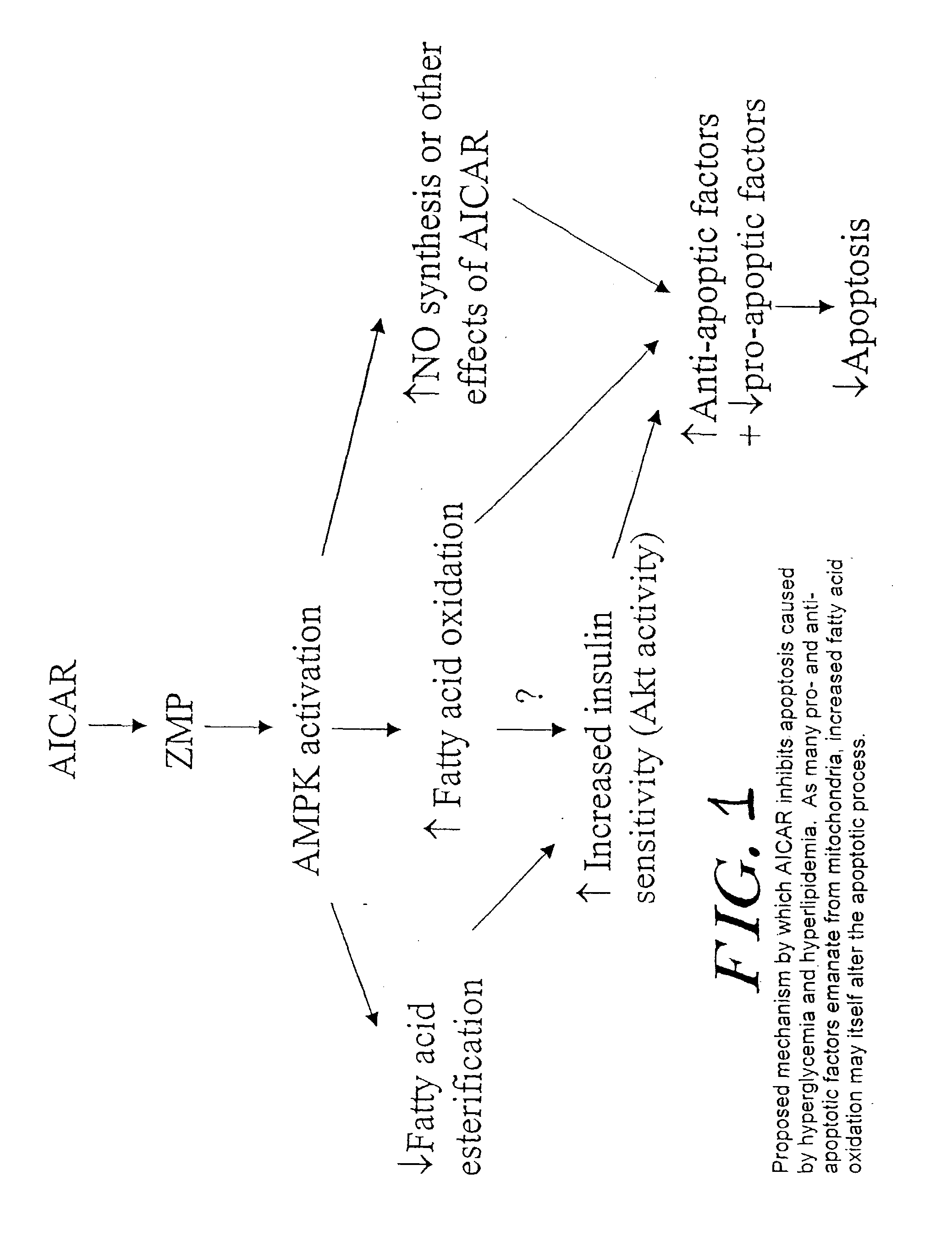 Methods fo treating conditions associated with insulin resistance with aicar, (5-amino-4-imidazole carboxamide riboside) and related compounds