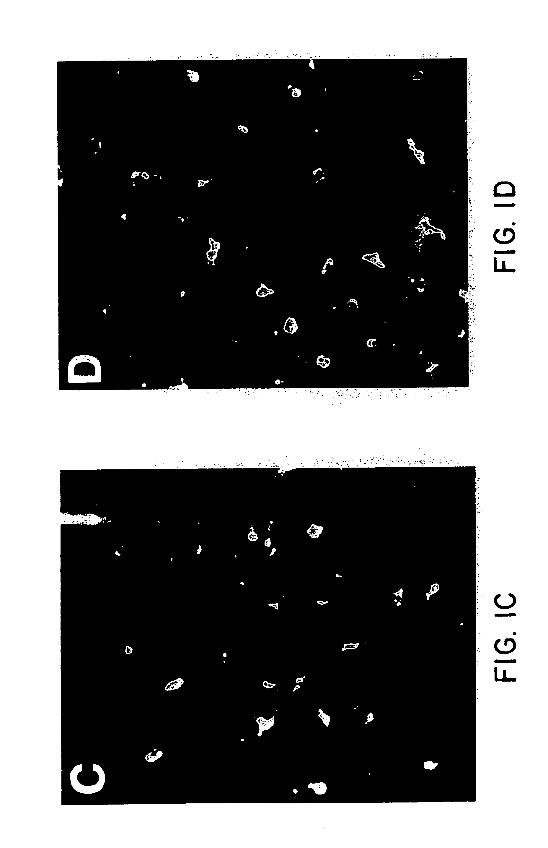 Adjuvant for transcutaneous immunization