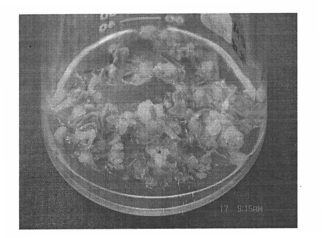 Method for rapid induction of homogenous polyploids of Chinese jujube