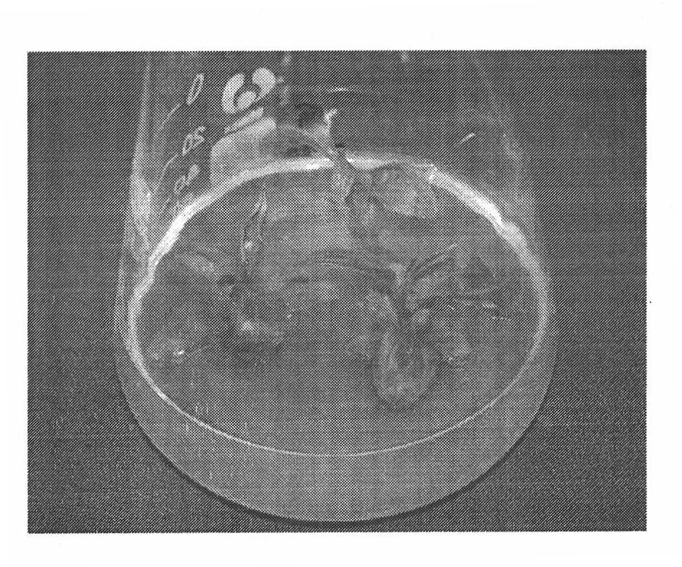 Method for rapid induction of homogenous polyploids of Chinese jujube