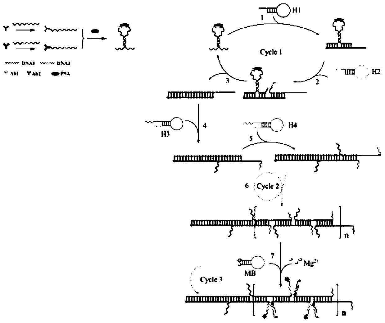 Detection kit for prostate specific antigen, detection method and application thereof