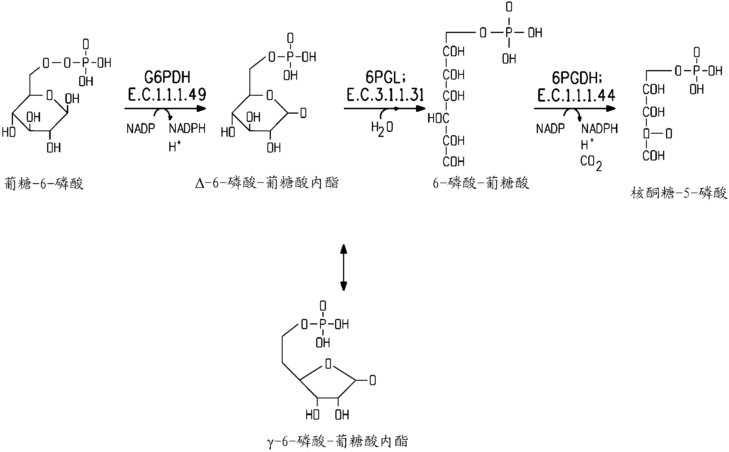 Pentose phosphate pathway upregulation to increase production of non-native products of interest in transgenic microorganisms