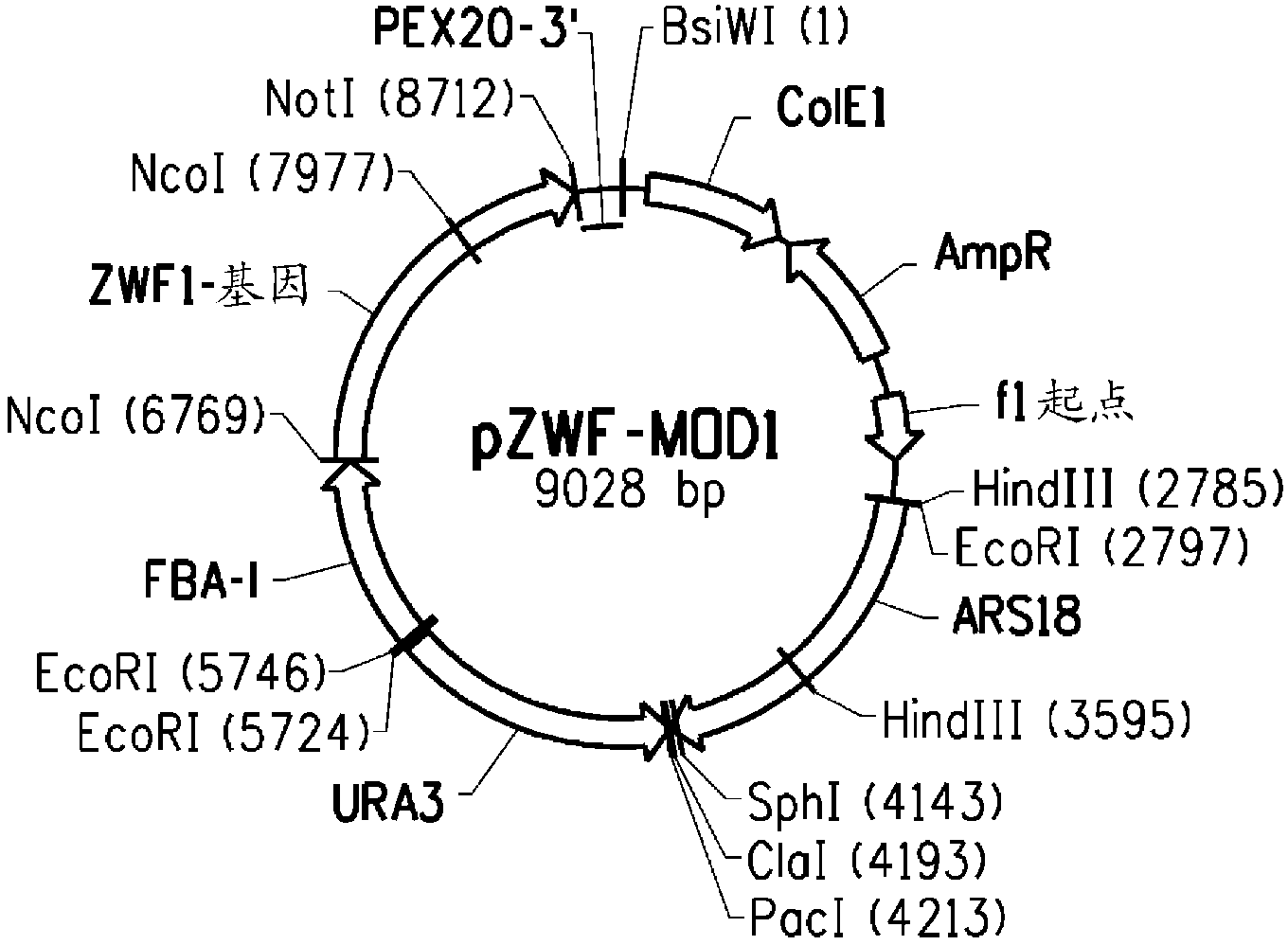 Pentose phosphate pathway upregulation to increase production of non-native products of interest in transgenic microorganisms