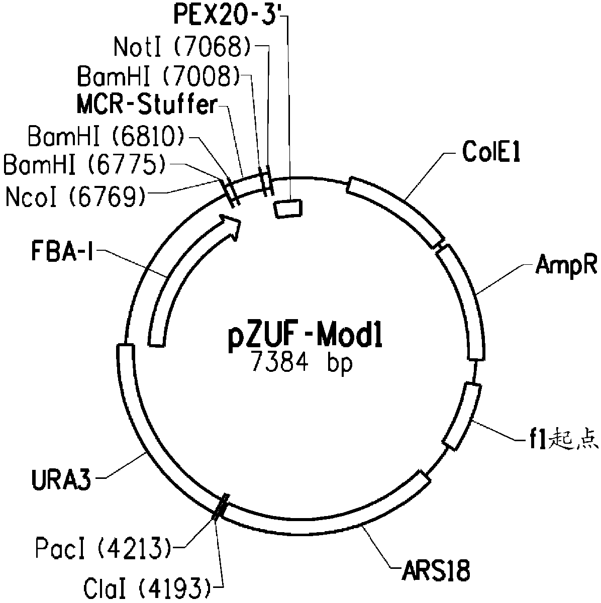 Pentose phosphate pathway upregulation to increase production of non-native products of interest in transgenic microorganisms