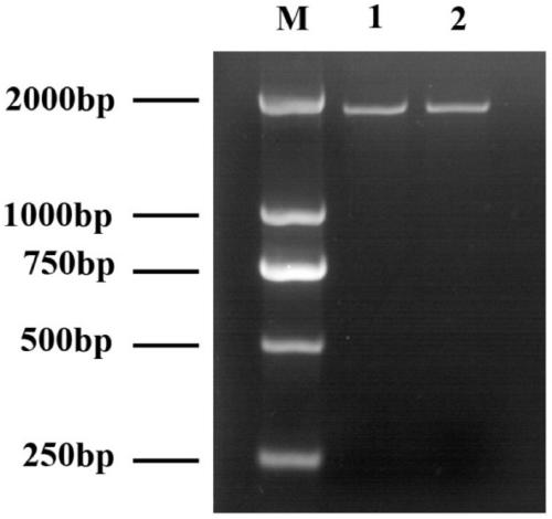 A molecular identification method of hmgr gene mRNA transmission between stock and panicle of pear