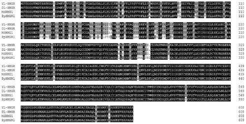 A molecular identification method of hmgr gene mRNA transmission between stock and panicle of pear