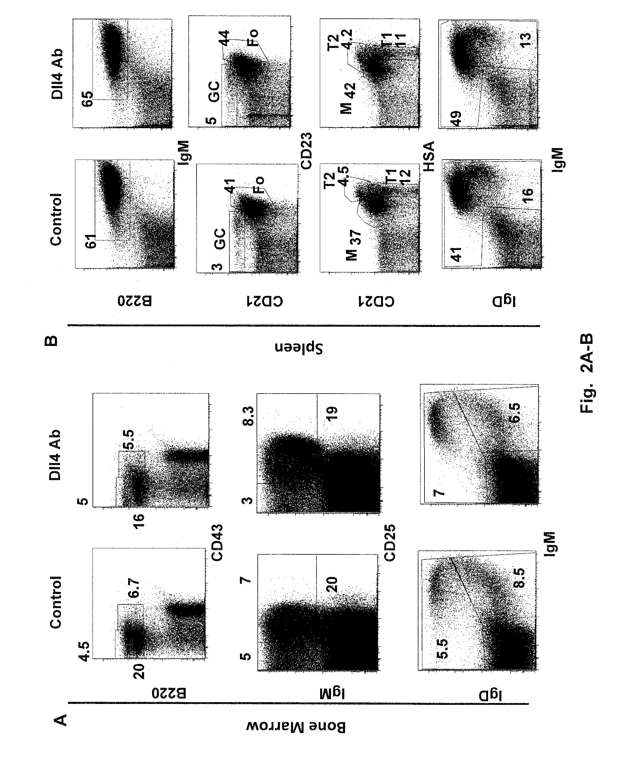 Methods of treating autoimmune diseases with dll4 antagonists