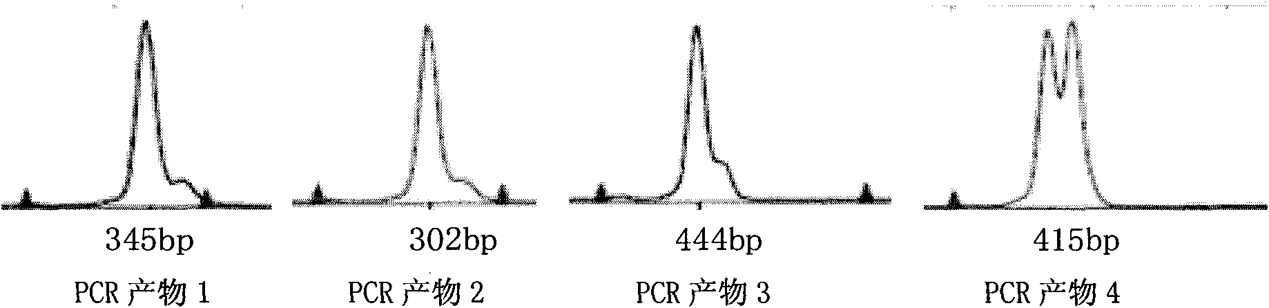 Kit for detecting CEBPA gene mutation