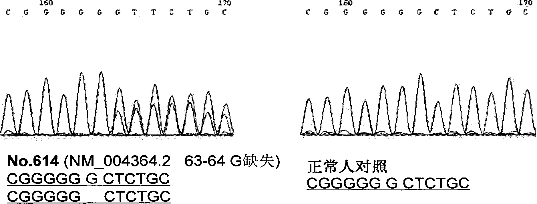 Kit for detecting CEBPA gene mutation