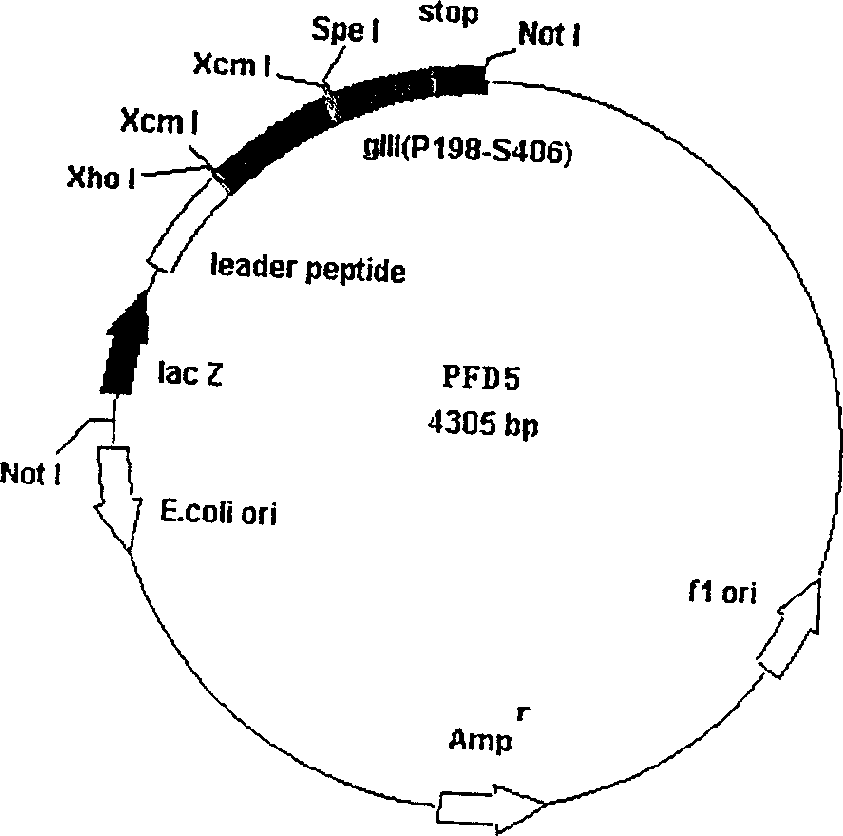 Exhibiting method of preparing antibody by antigen utilizing bacteriophage exhibiting technique