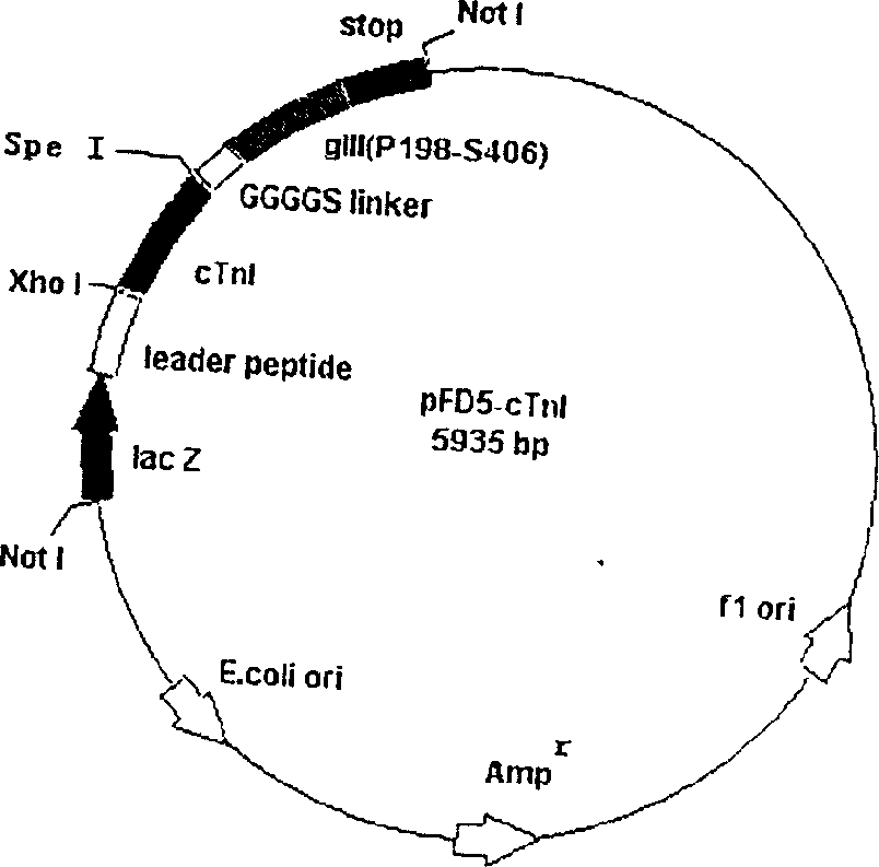 Exhibiting method of preparing antibody by antigen utilizing bacteriophage exhibiting technique