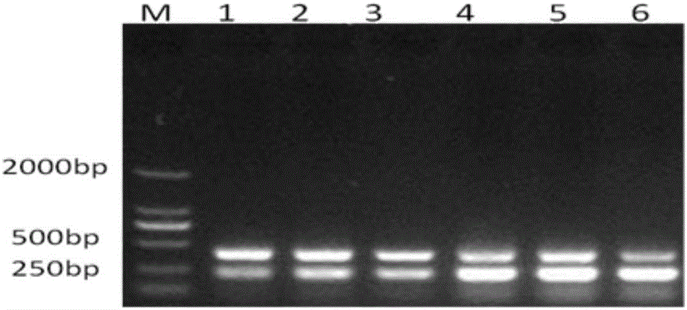 One-step process PCR detection method for I-type duck hepatitis viruses and duck plague viruses