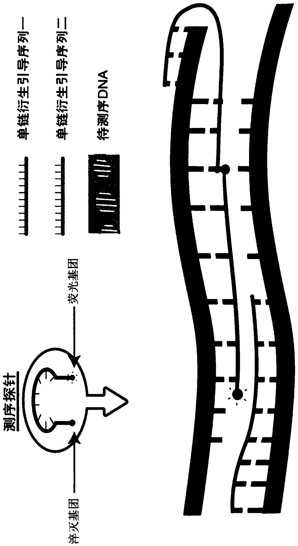 Nucleotide molecule combination for fluorescence in situ hybridization sequencing detection of SNP and application thereof