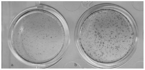 Reprogramming medium and method for culturing reprogrammed induced pluripotent stem cells