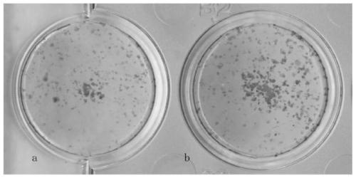 Reprogramming medium and method for culturing reprogrammed induced pluripotent stem cells