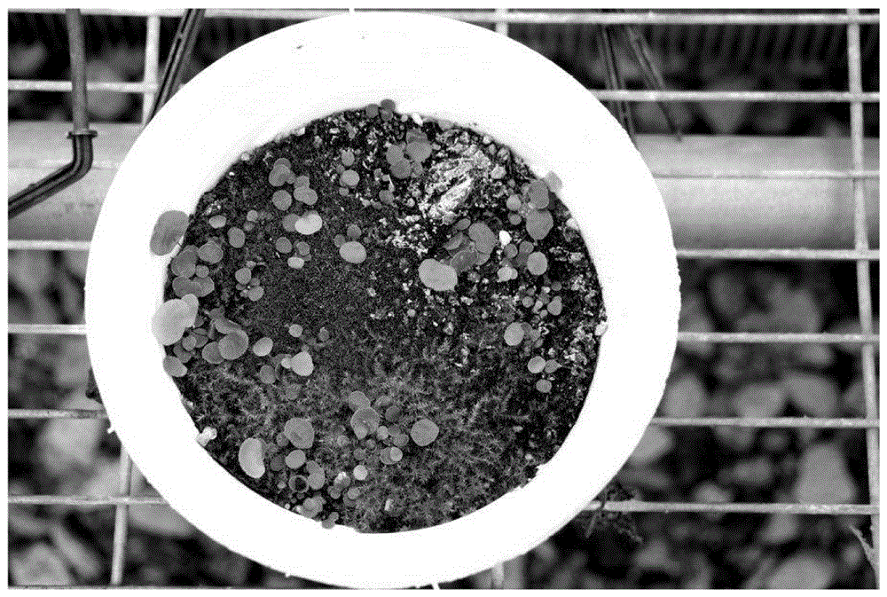 Seeding and propagating method of lotus leaf adiantum spore